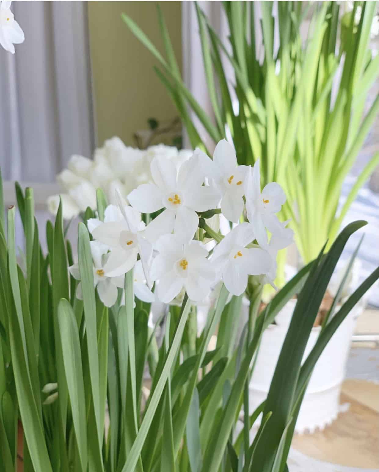 Blooming paperwhite narcissisus.