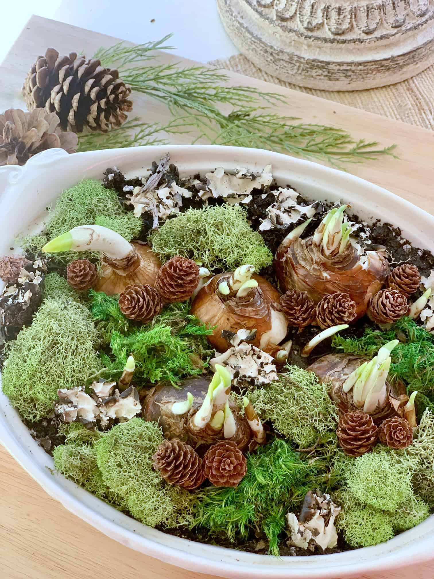 Paperwhites in a vintage dish.