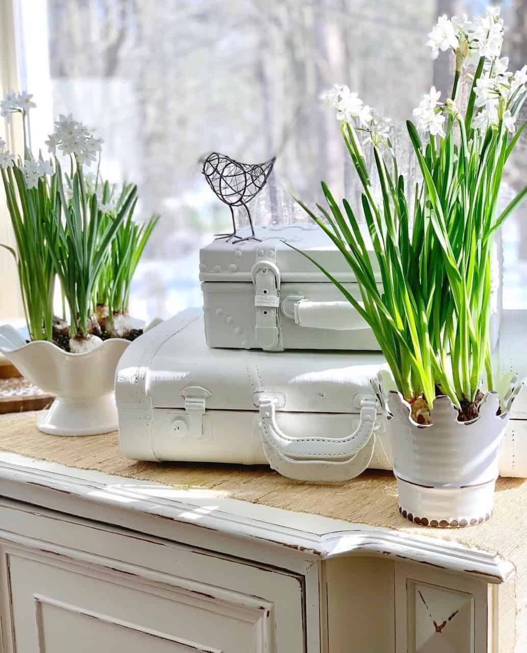 Paperwhites blooming in ceramic serving dishes.