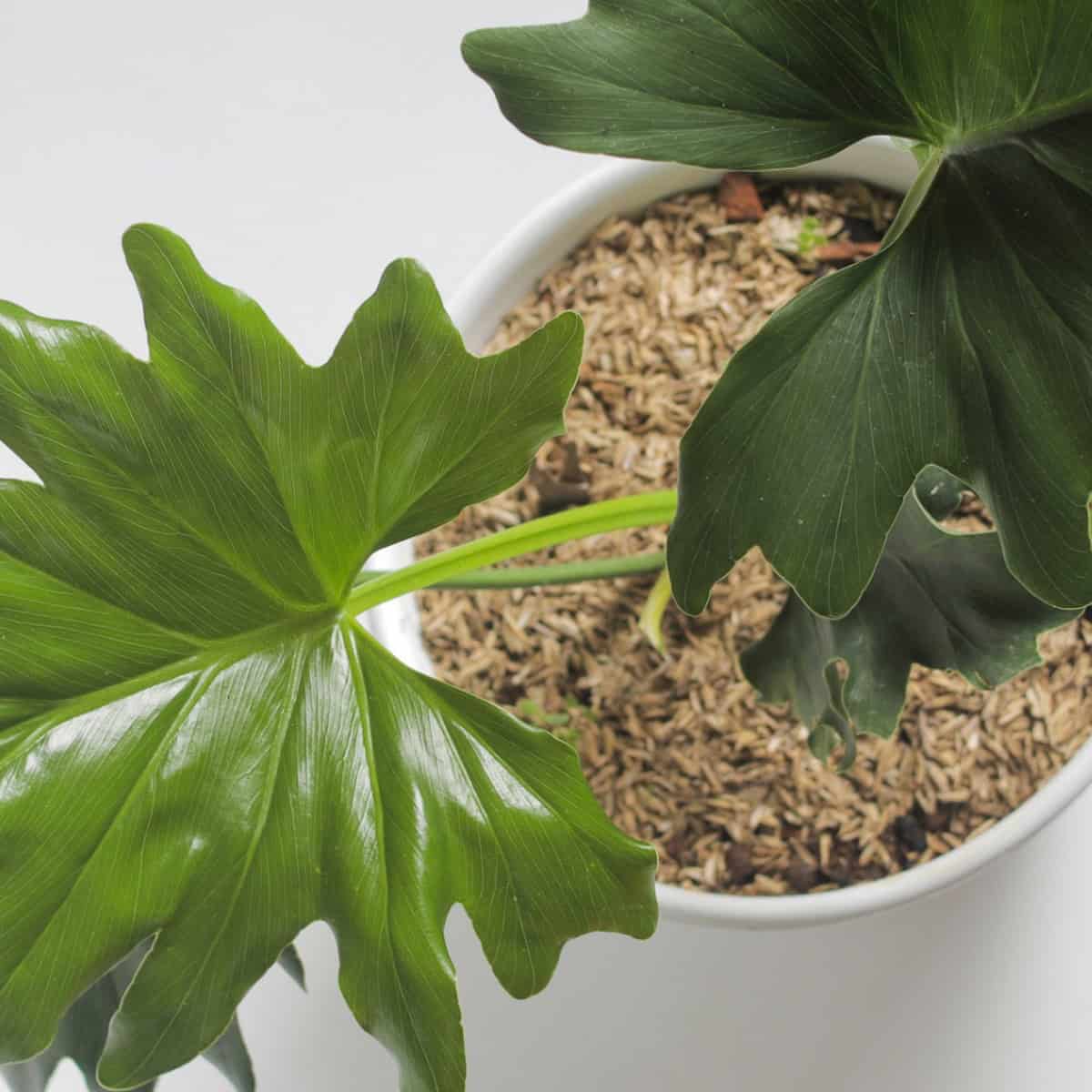 Large leaves that mimic the leaves of monstera.