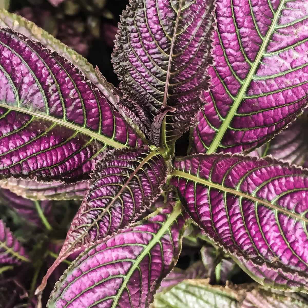 Beautiful iridescent purple, green, and silver leaves.