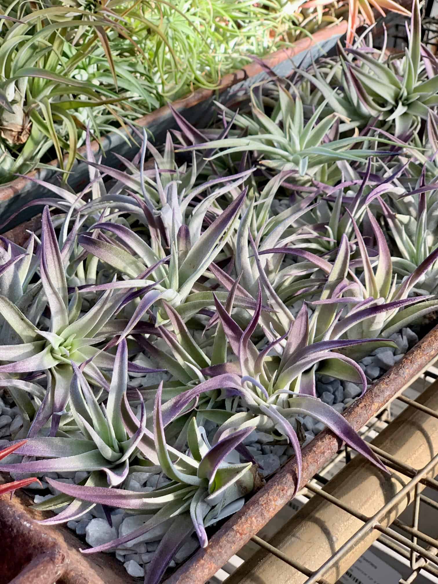 Beautiful purple air plants.