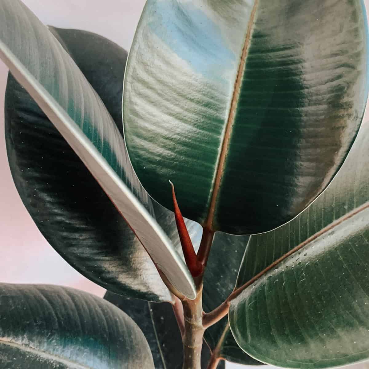 Large oval deep green leaves that are shiny.
