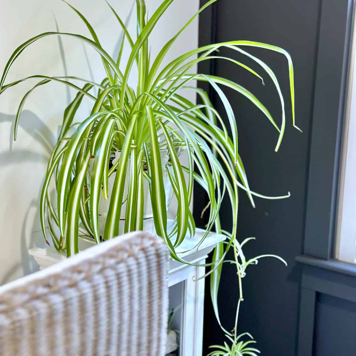 A spider plant in a white pot with babies hanging.