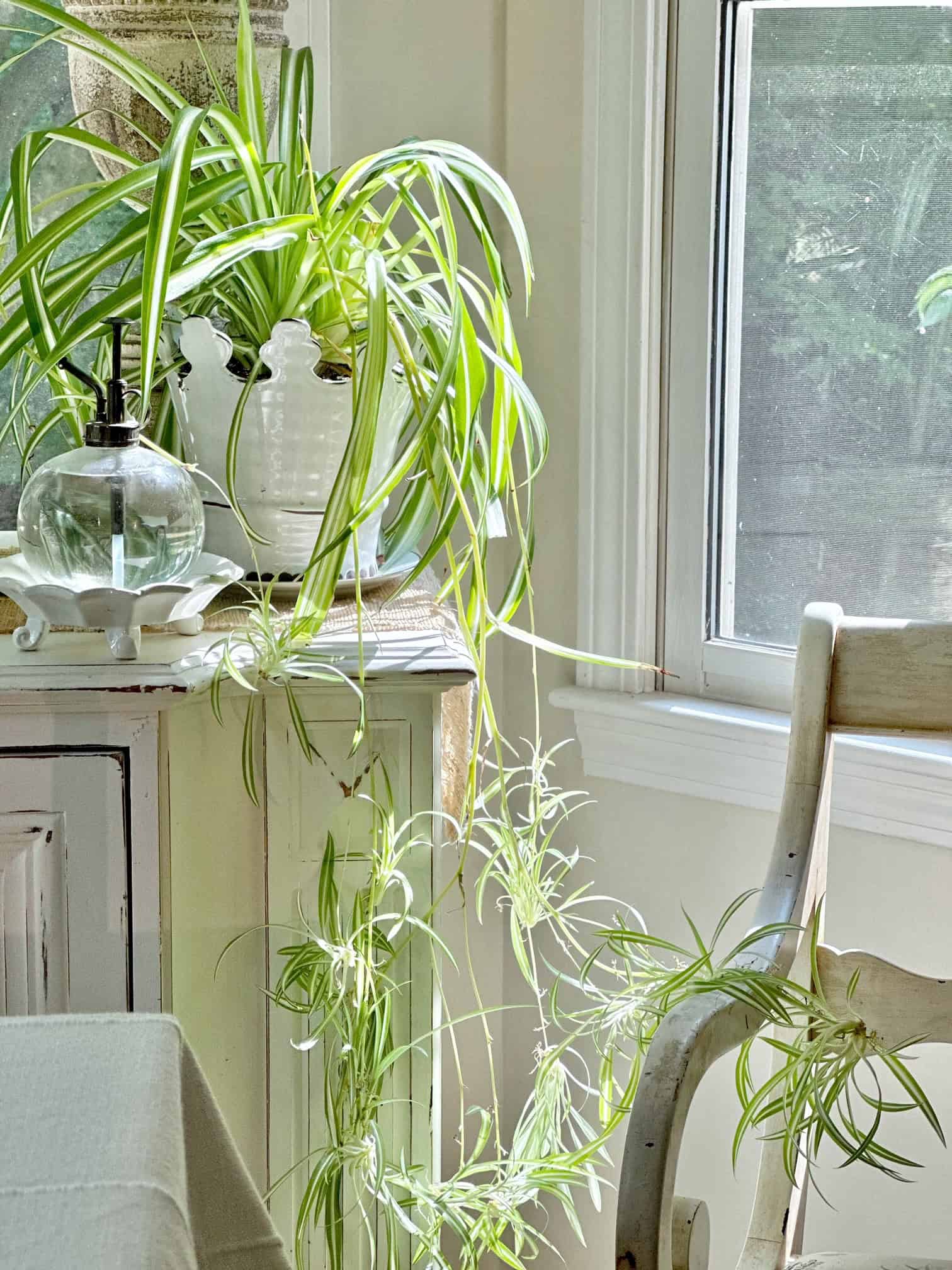 A thriving spider plant sitting in the sunshine.