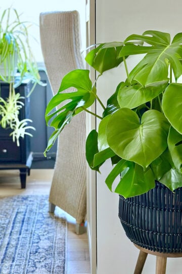 A large monstera plant with a spider plant in the background. These are two common indoor plants.
