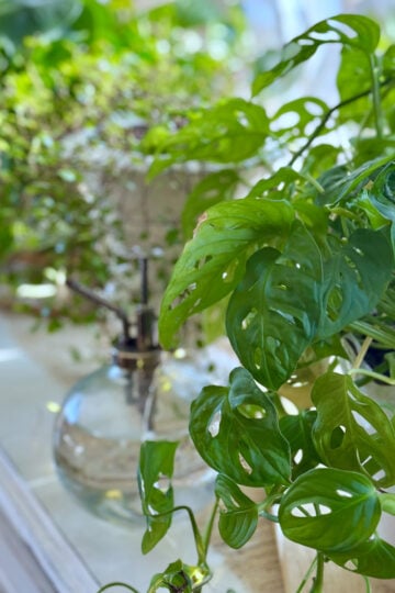 Plants sitting in a window during the winter months. I do not fertilize indoor plants during this time.