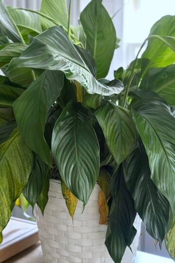 Droopy peace lily with wilted leaves before adjusting watering and light.
