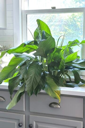 How to water a peace lily. Tips for a healthy thriving plant.