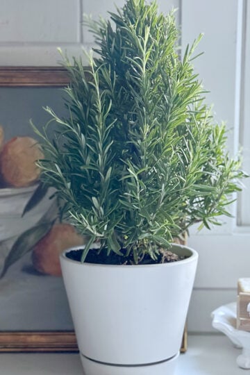A thriving indoor rosemary plant in our kitchen.