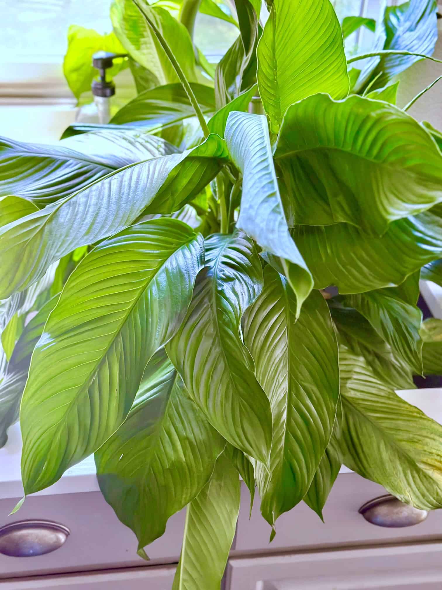 A top view of a large bushy peace lily getting watered.
