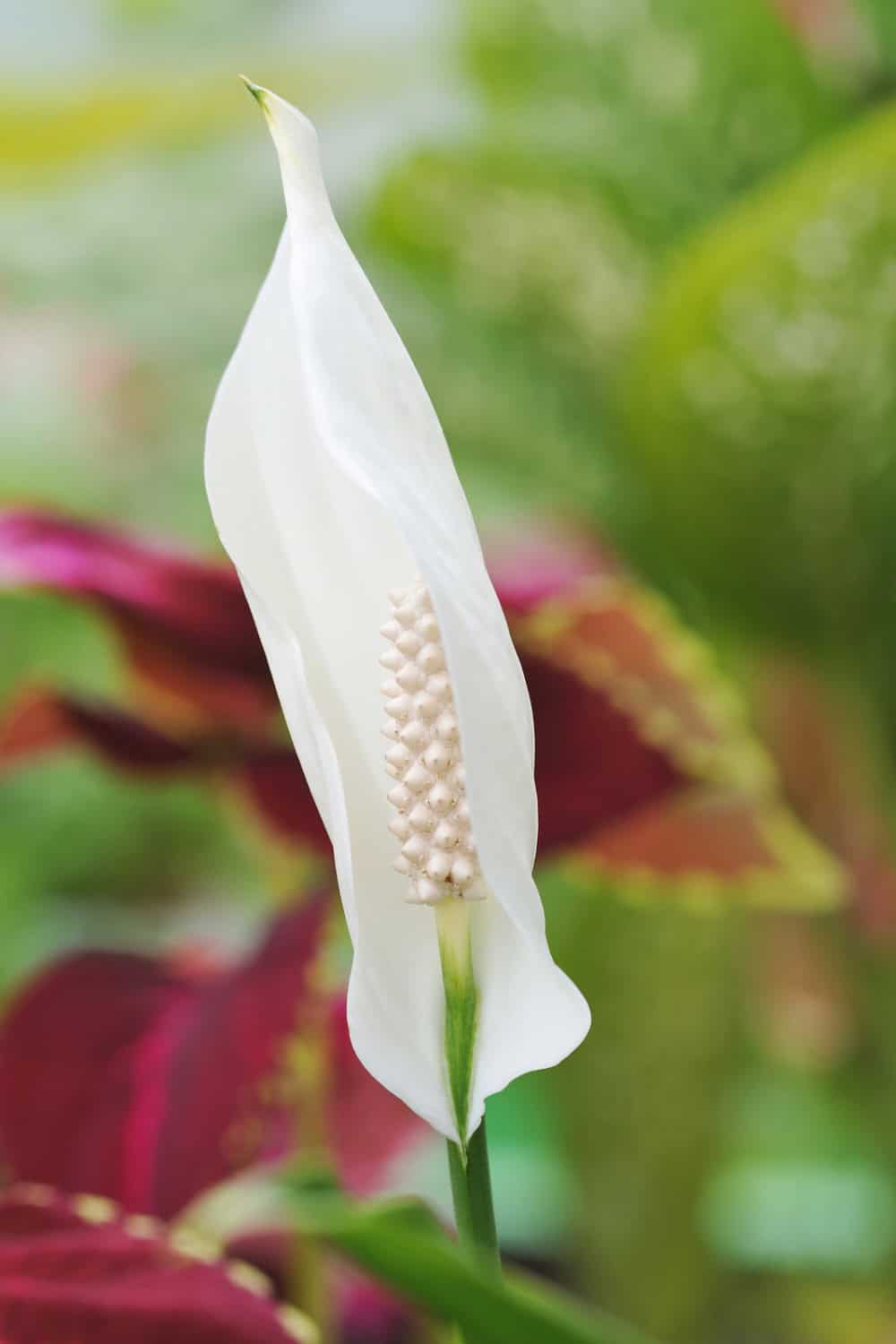 A peace lily flower up close.