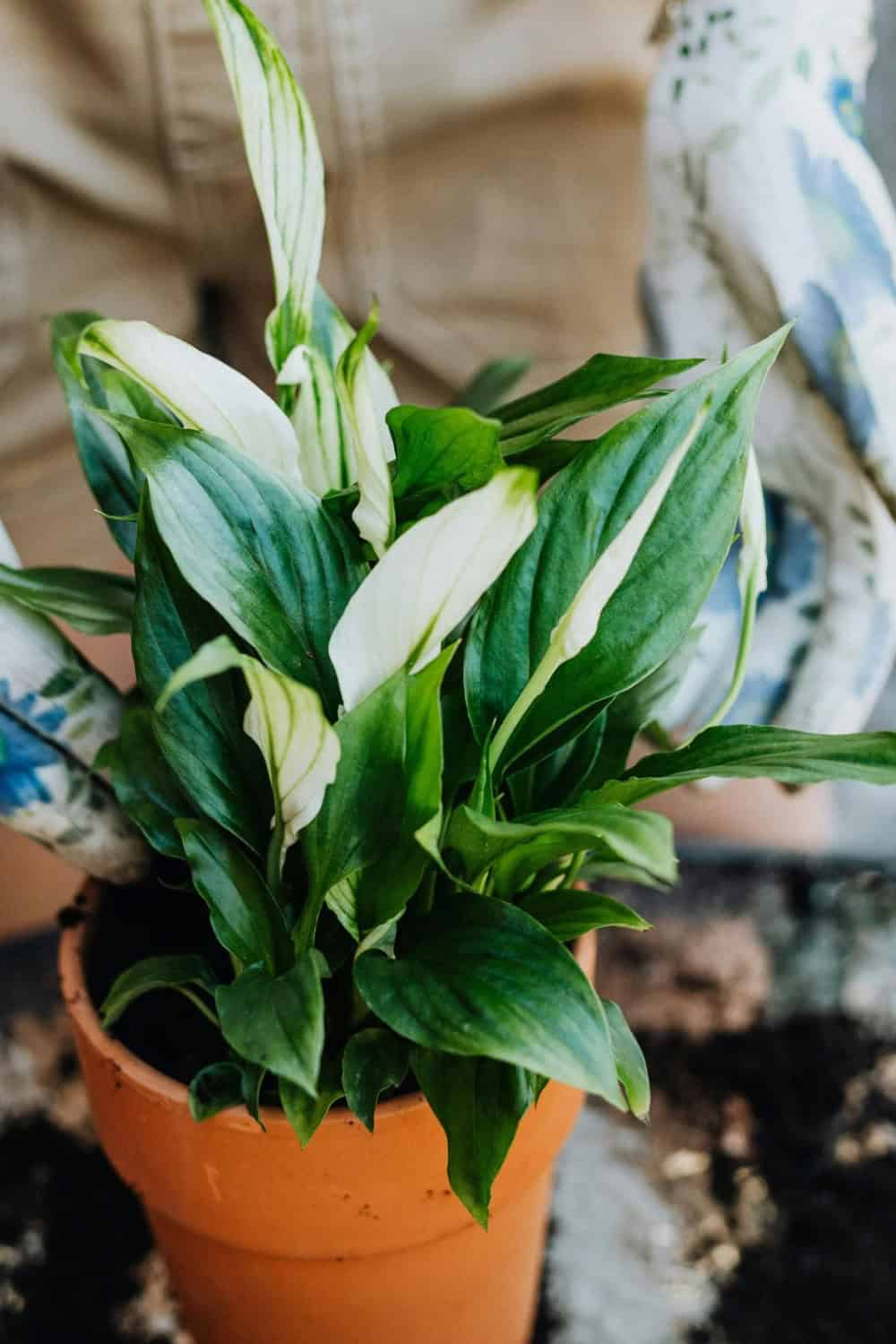 A peace lily plant in a clay pot.