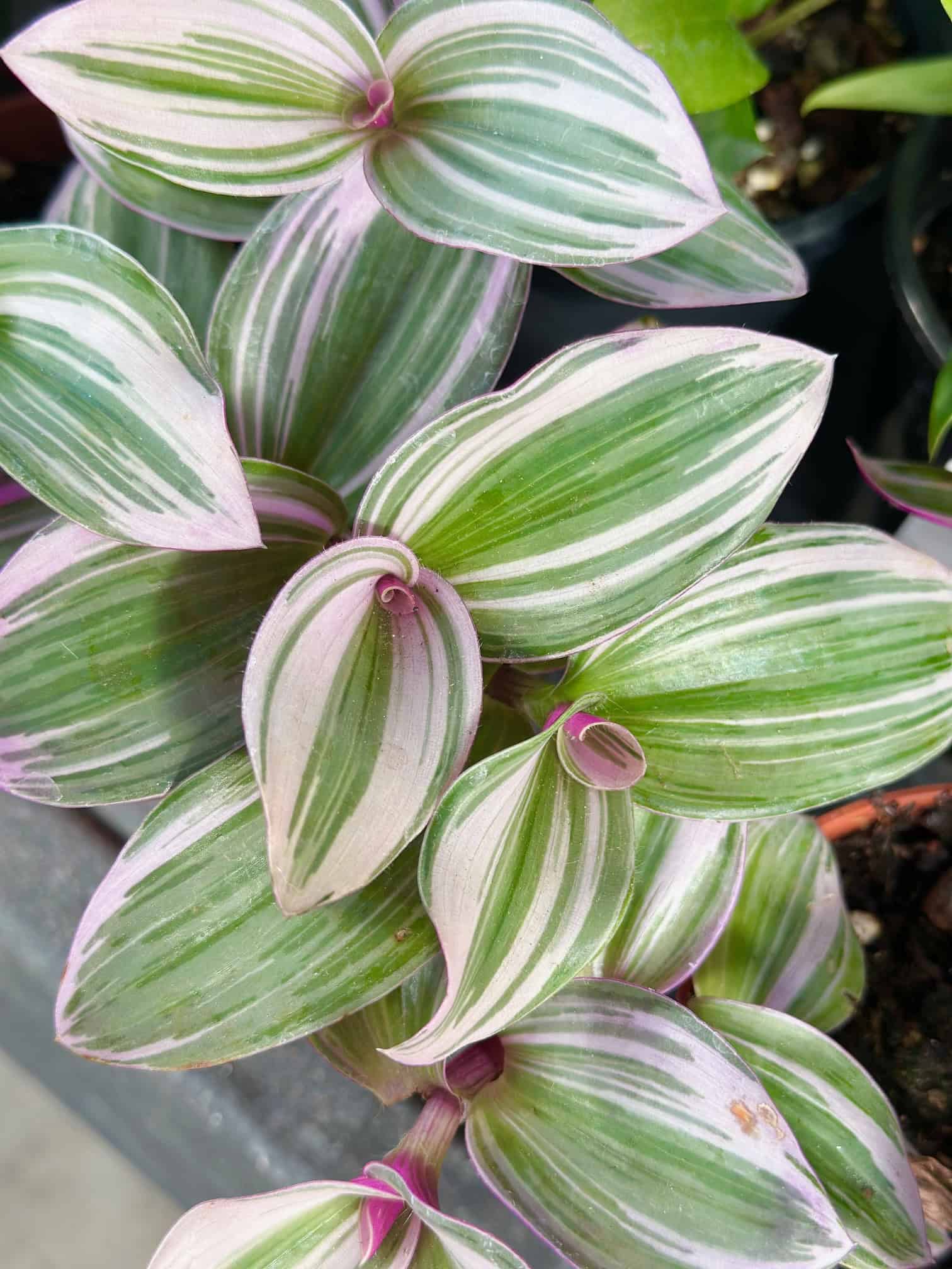 Beautiful variegated plant with purple tones. 