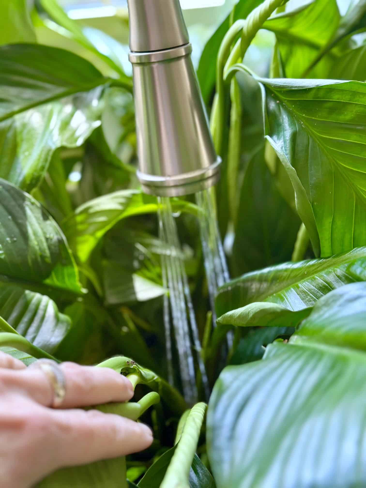 A faucet with water pouring into a Spathiphyllum - peace lily plant.