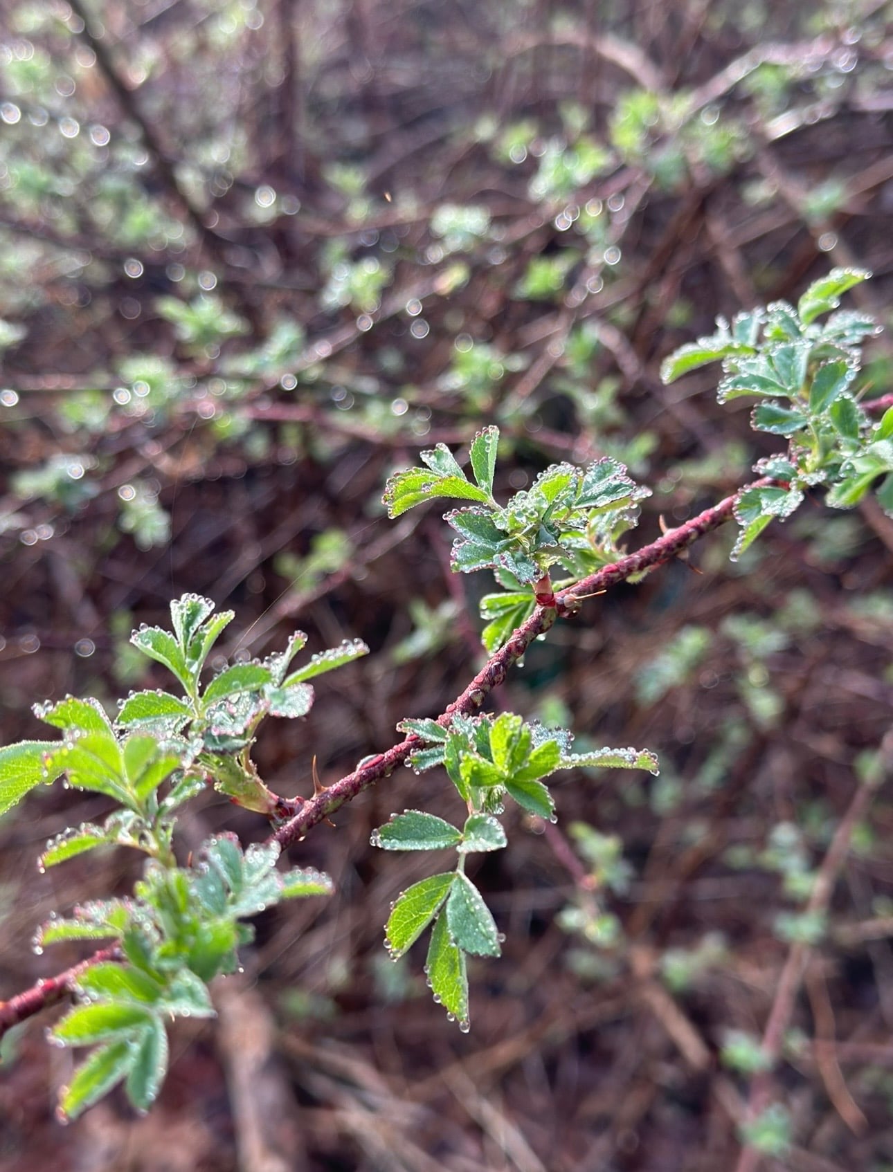 Small spring leaves starting the bloom. 