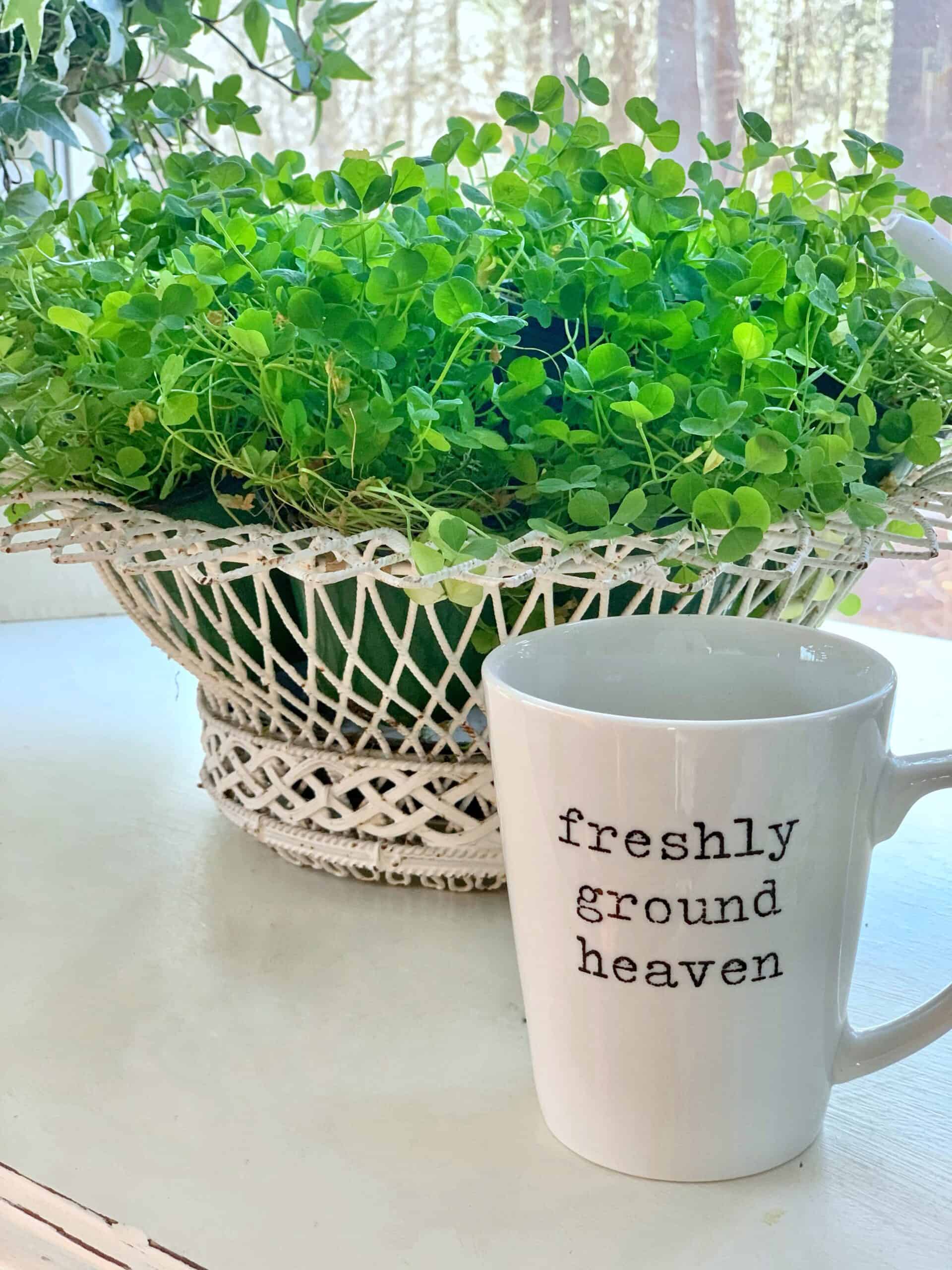 Shamrocks in a white vintage wire basket. 
