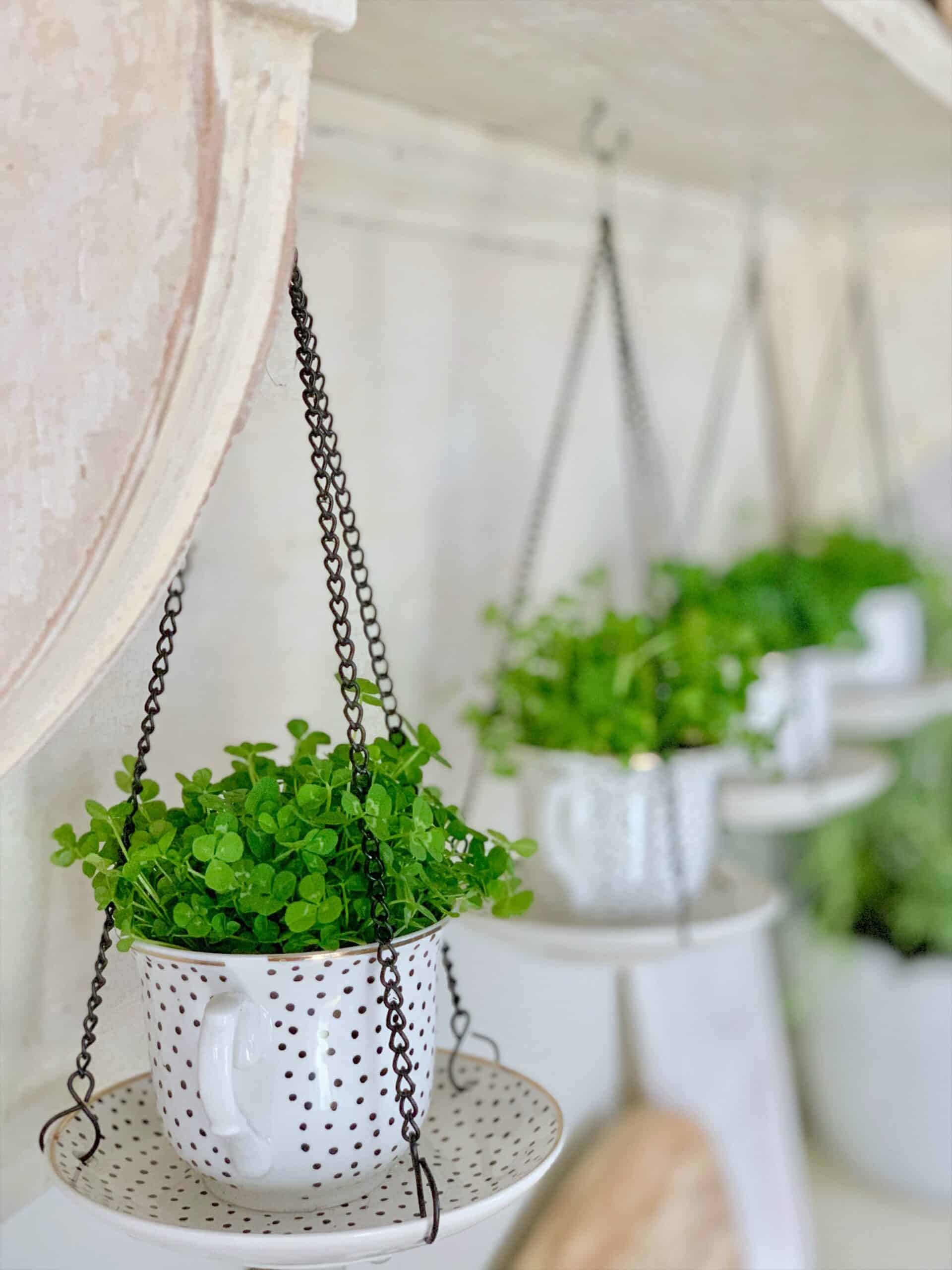 Our vintage mantel with hanging tea cups filled with shamrocks. 