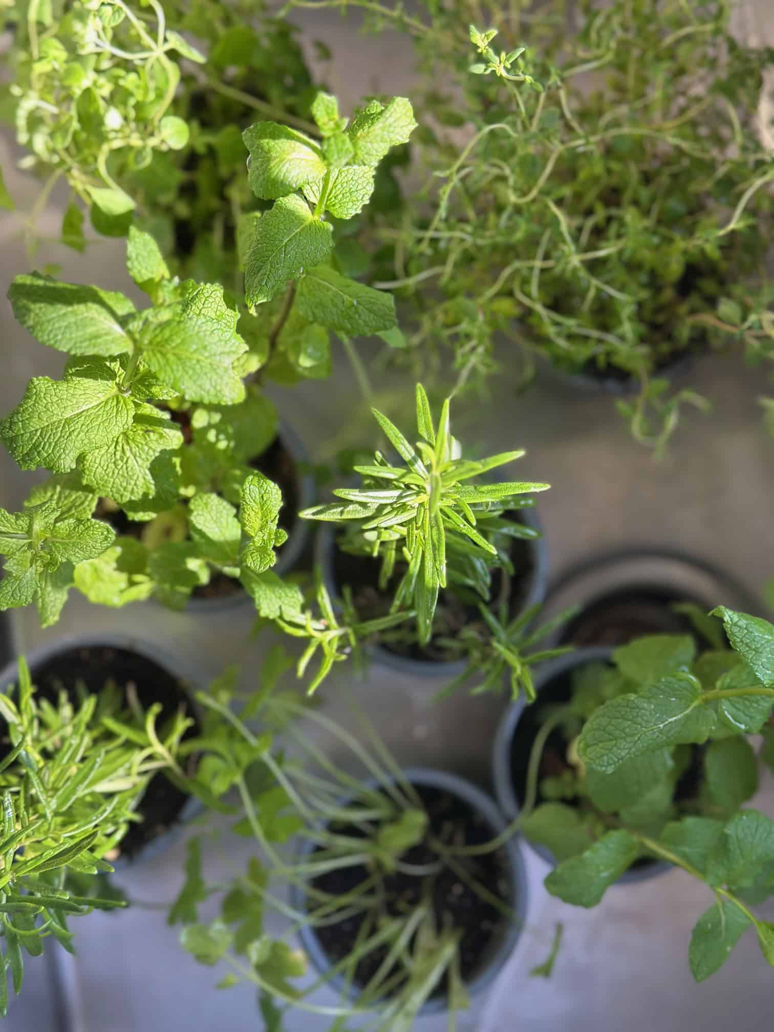 Potted herbs ready to be planted. 
