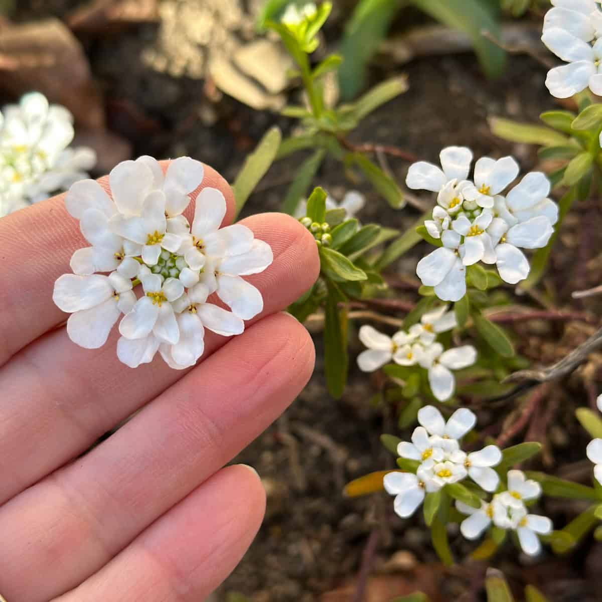 Pretty white candytuft flowers in my herb garden. 