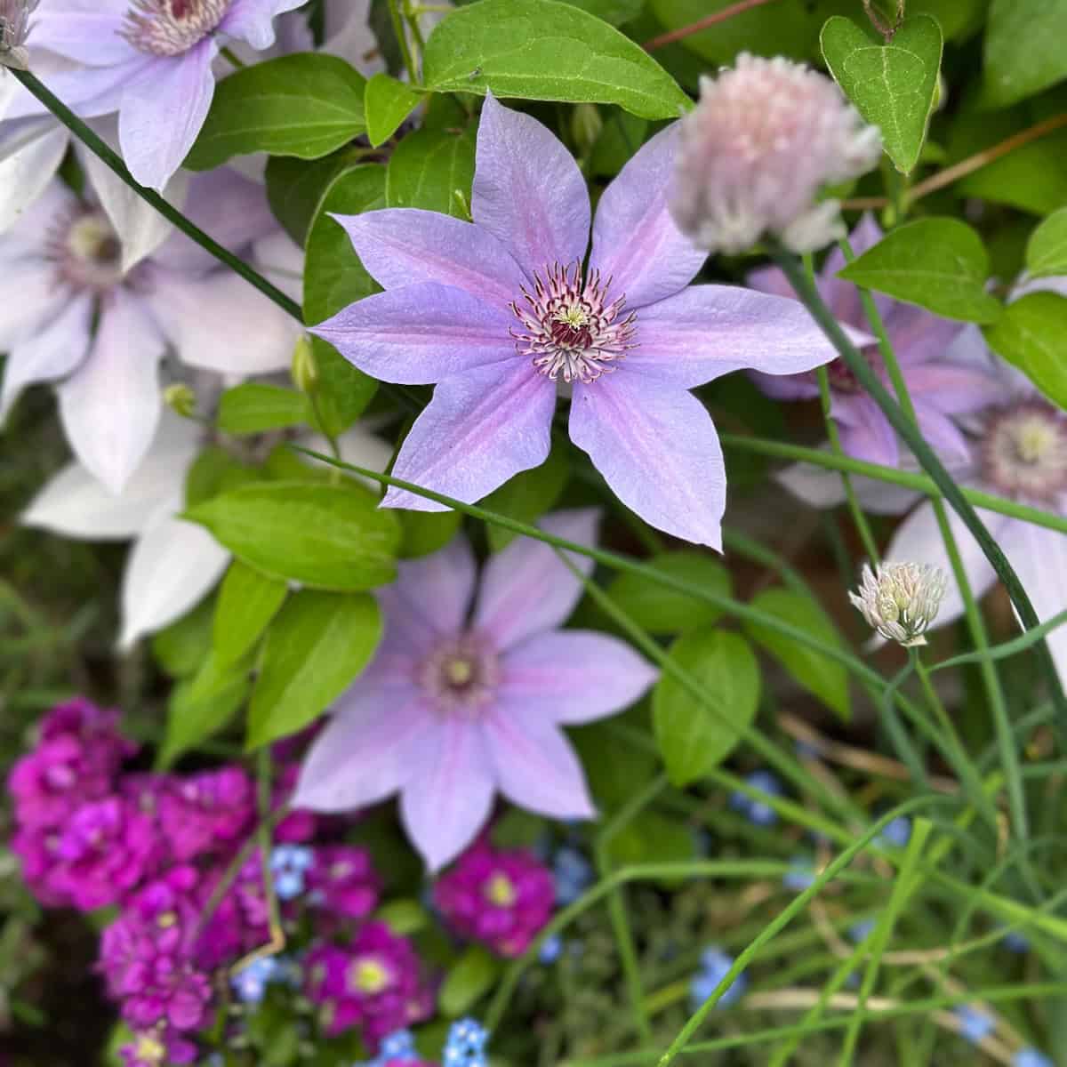 Clematis in an herb garden. 