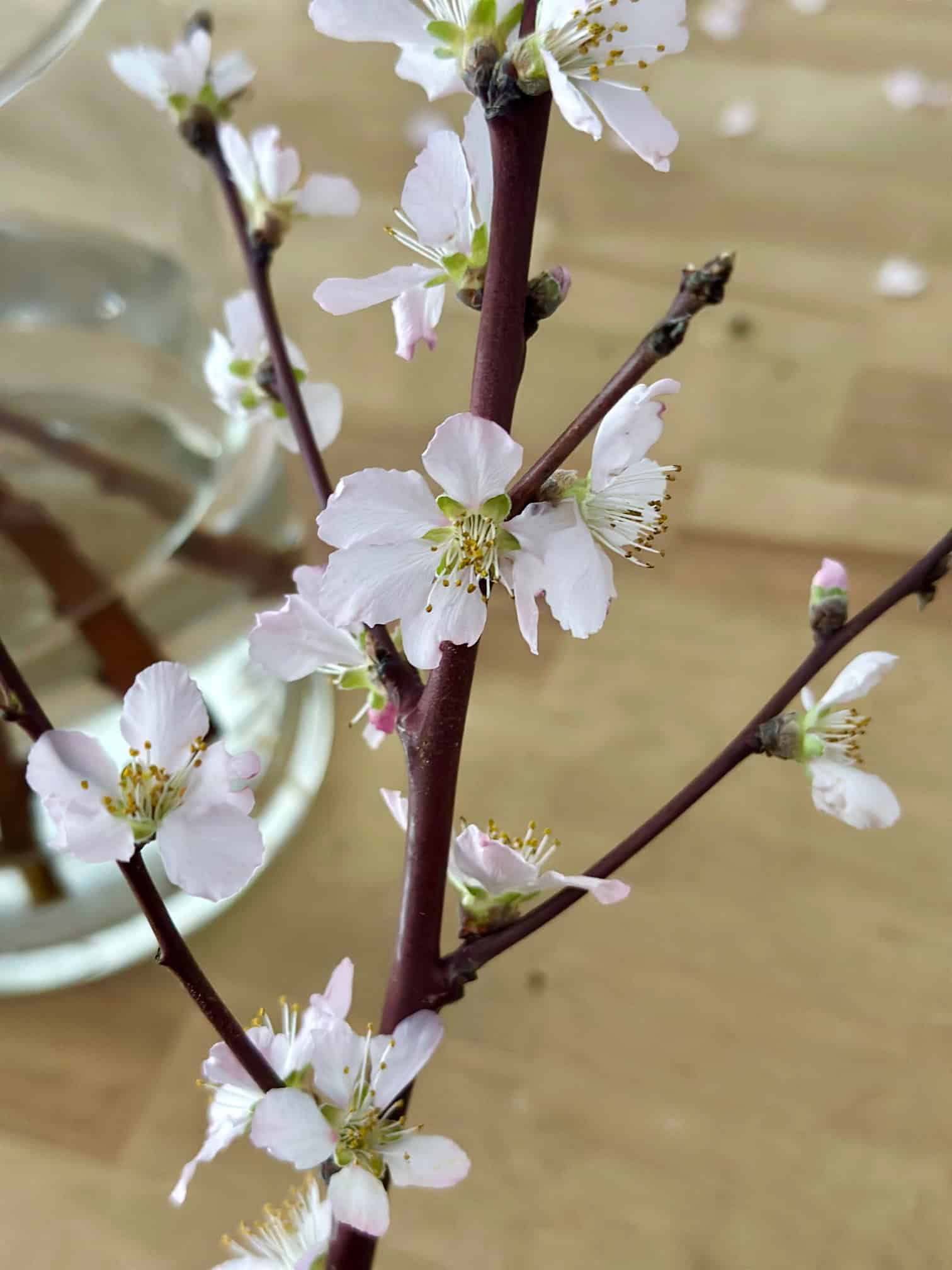 Close up of flowering branches. 