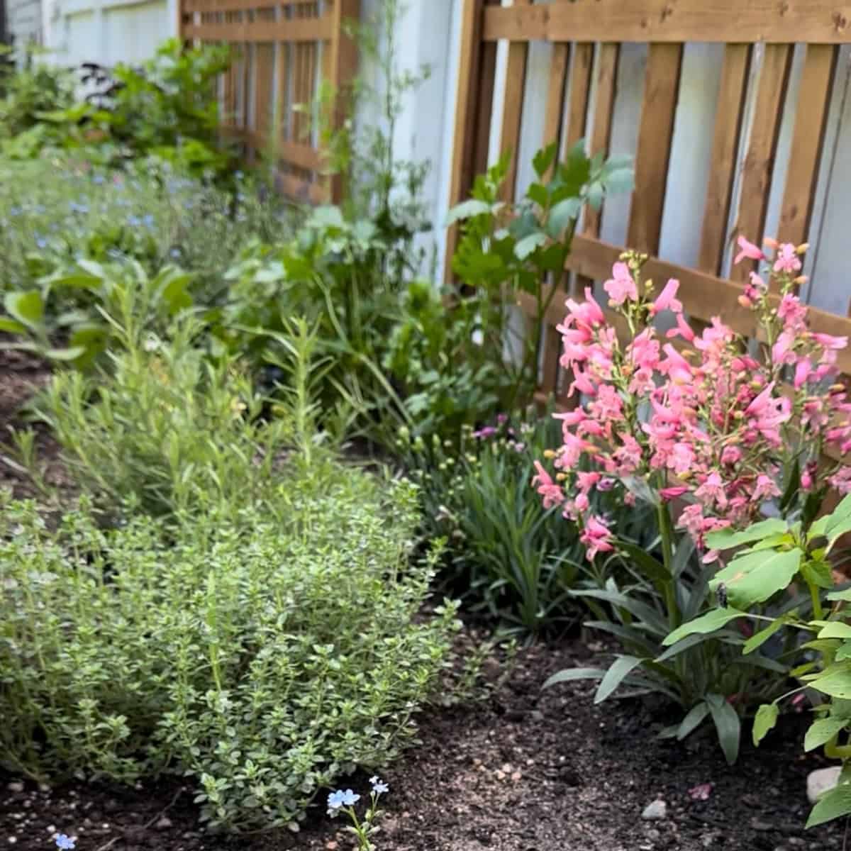 Thyme in a flower bed with flowers and other herbs.