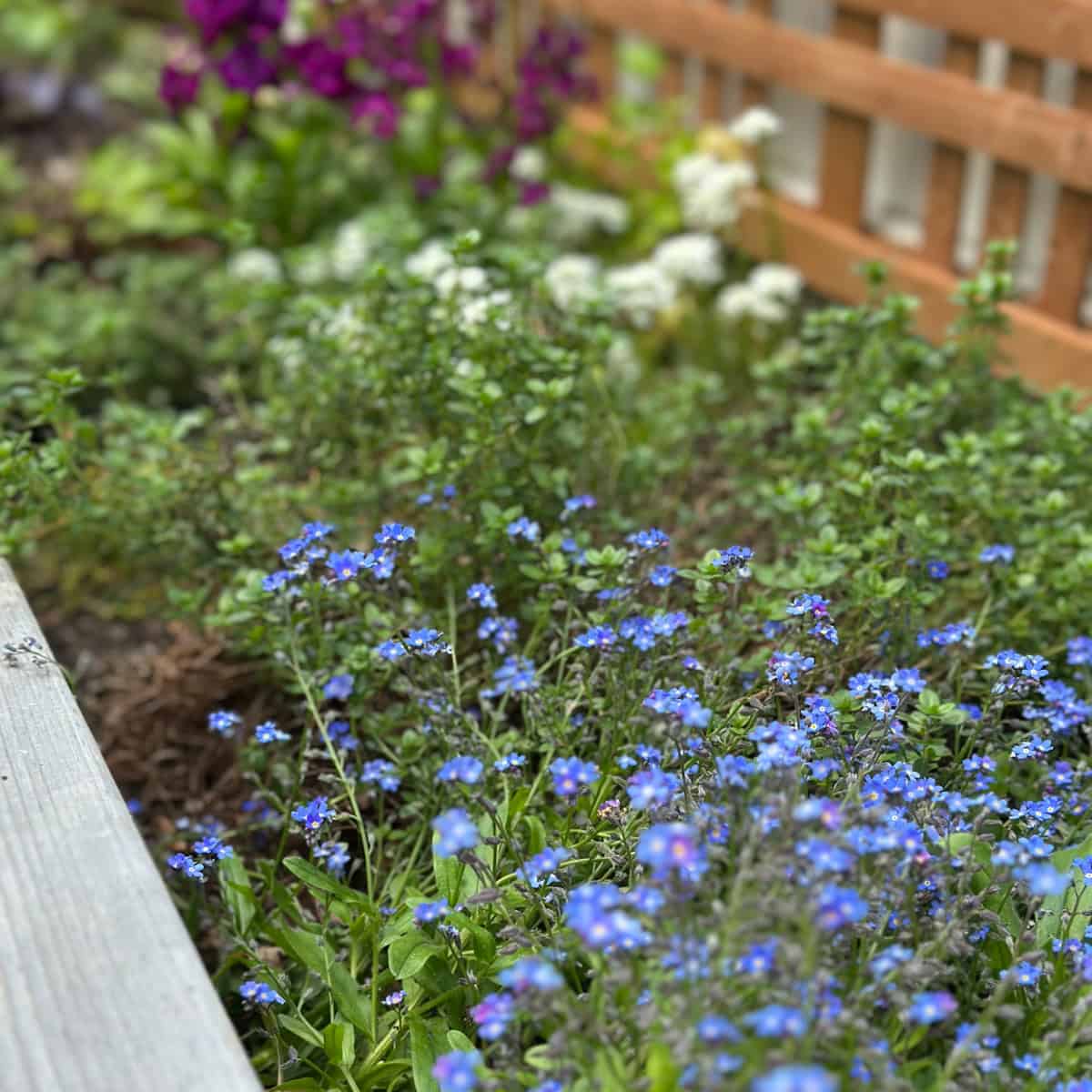 Herb garden with flowering plants.