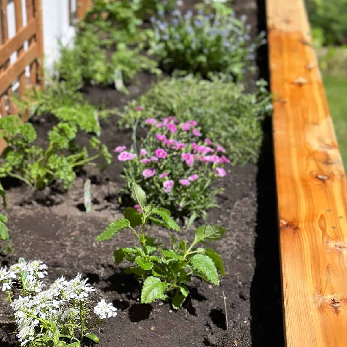 Sparse early season herb garden with pairings.