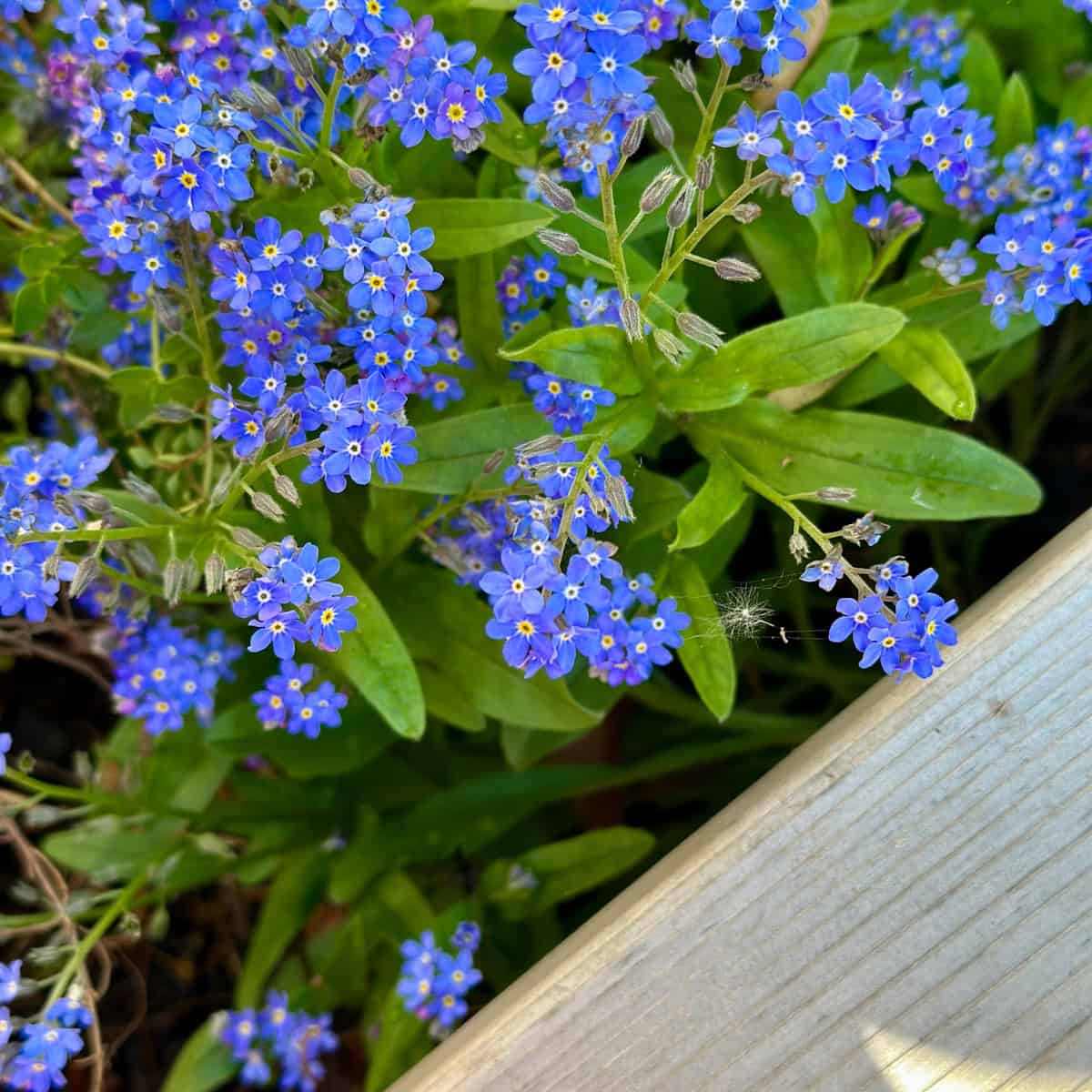 Spring time blue forget me nots are front and center in my herb garden. 