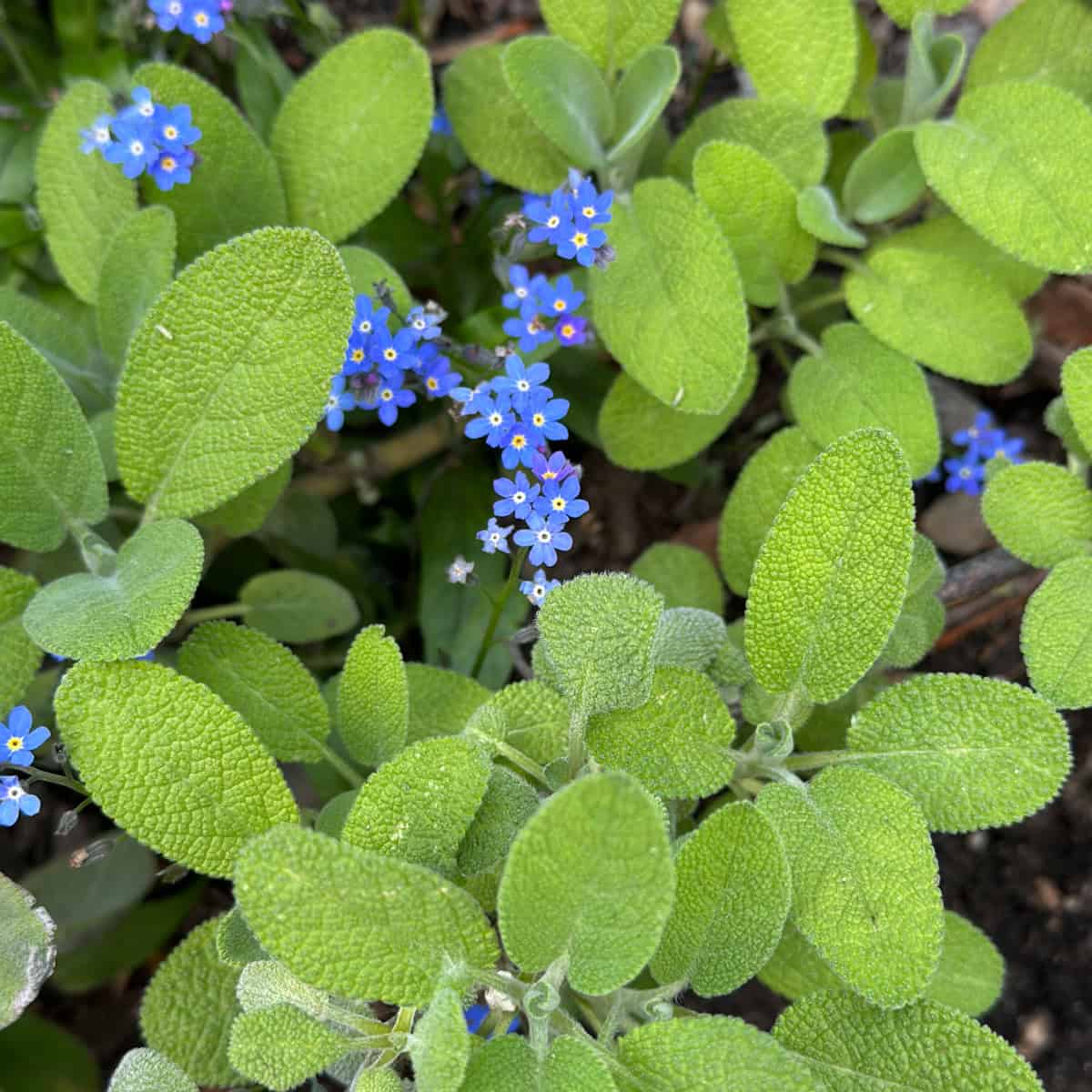 Sage leaves mixed with little blue forget me not flowers. 
