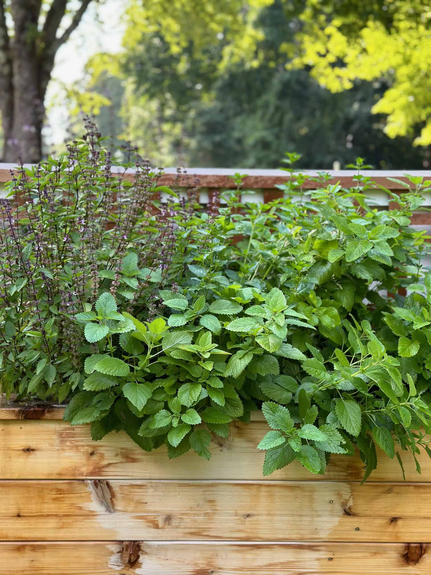 Herbs flowing over the front of the bed.