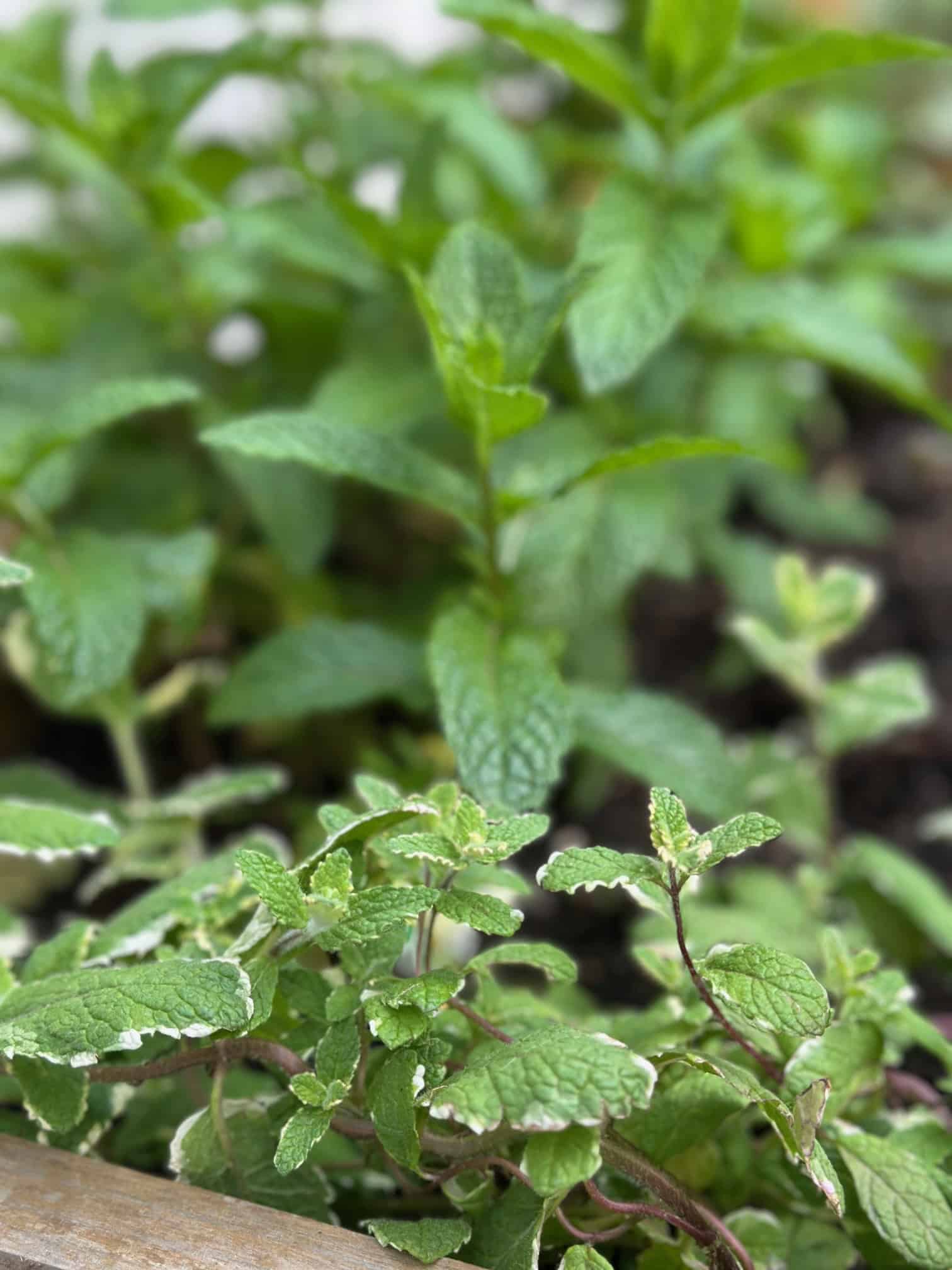 Mint plants thriving. 