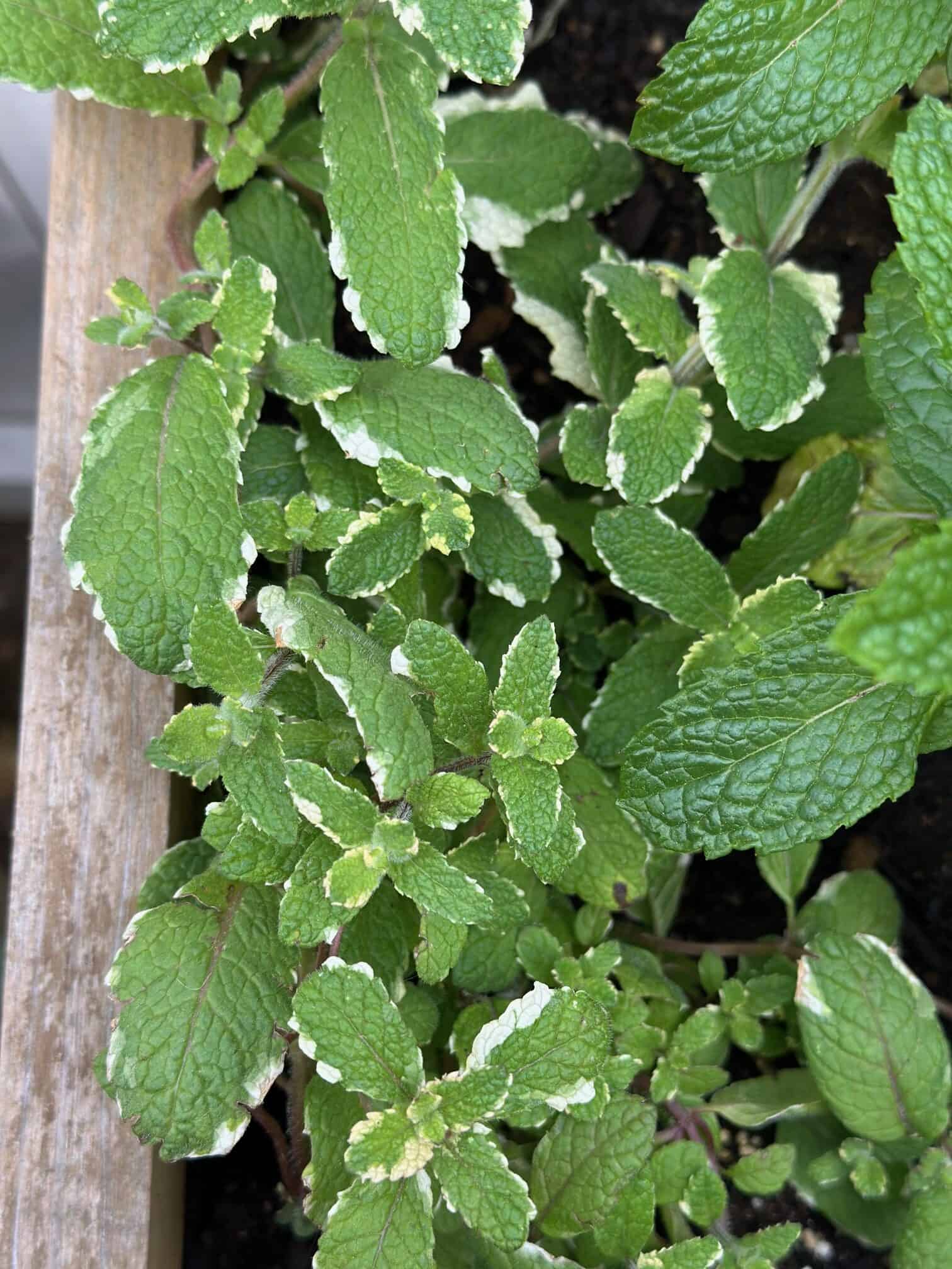 Mint on a raised herb garden bed.