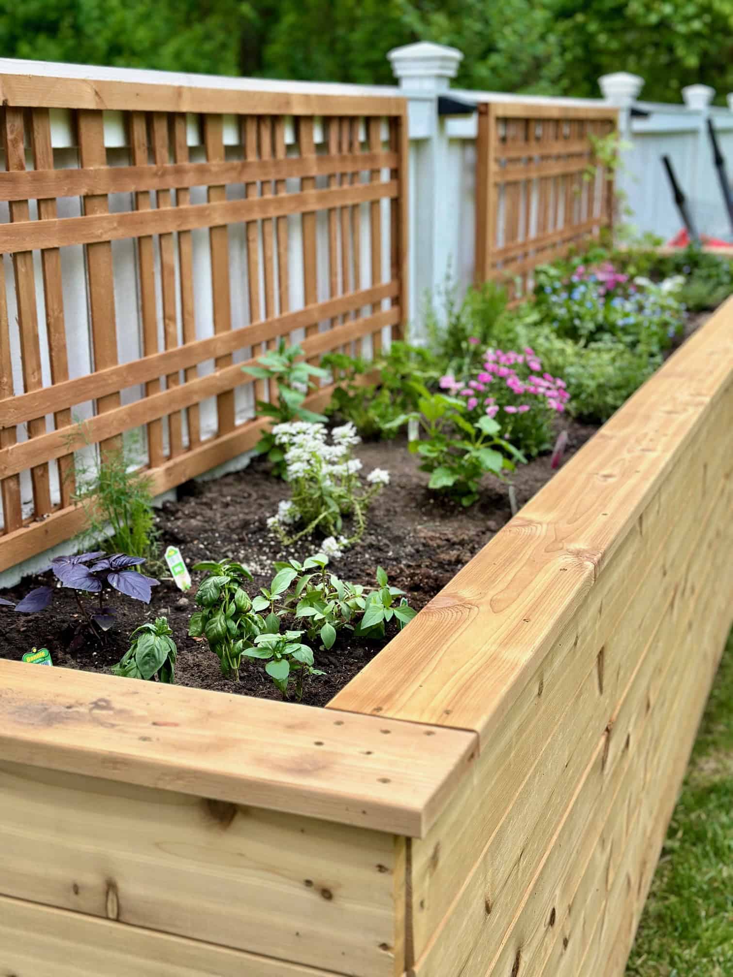 Early planting of our herb raised bed garden.