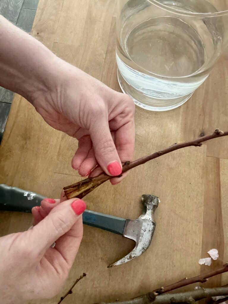 The open woody stem. 