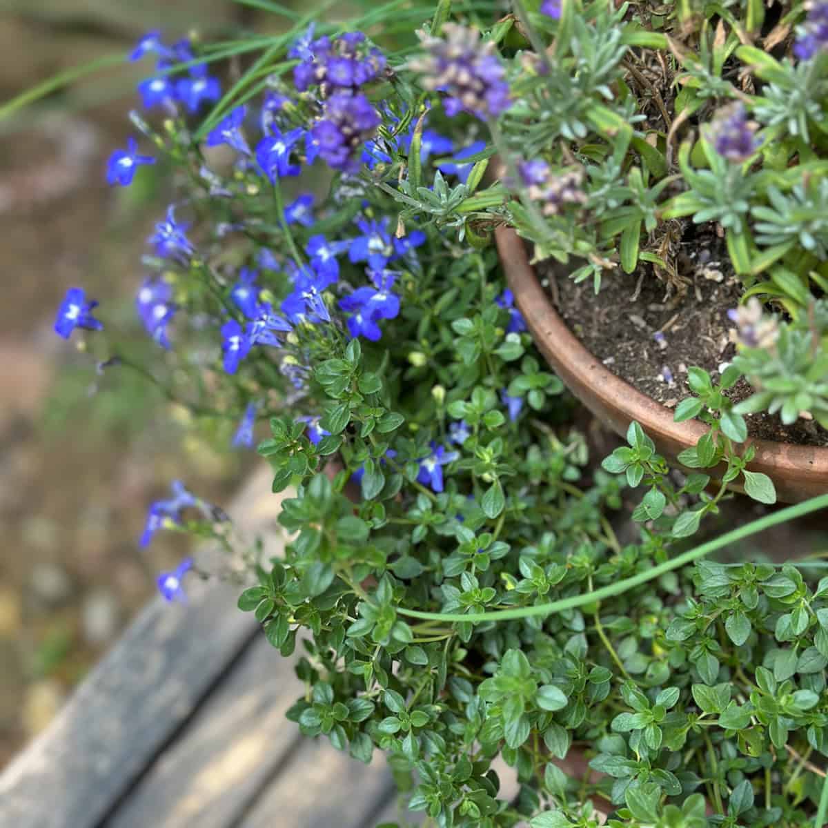 Herbs in containers with the right mixture of soil.