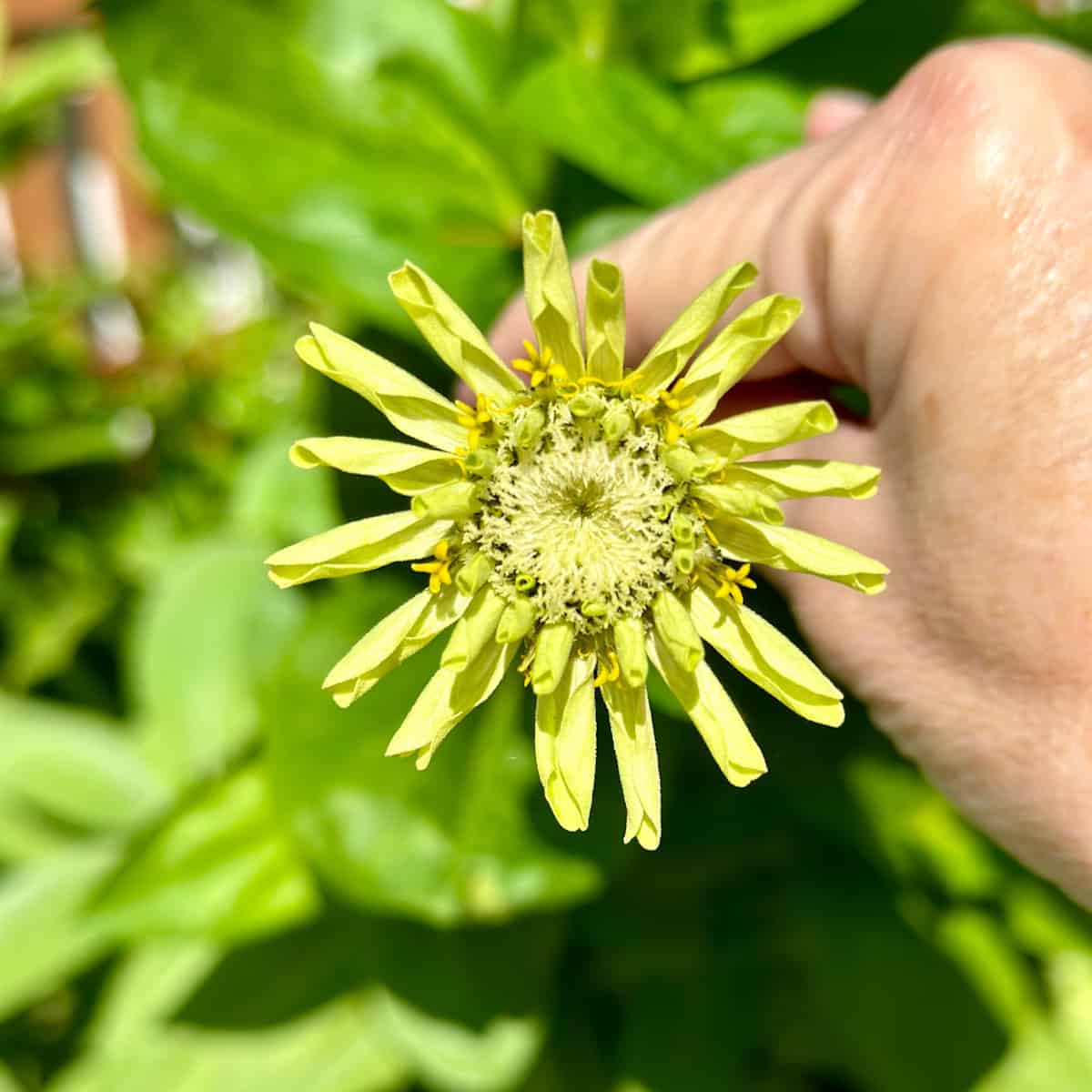 Zinnia flower in an herb garden. 