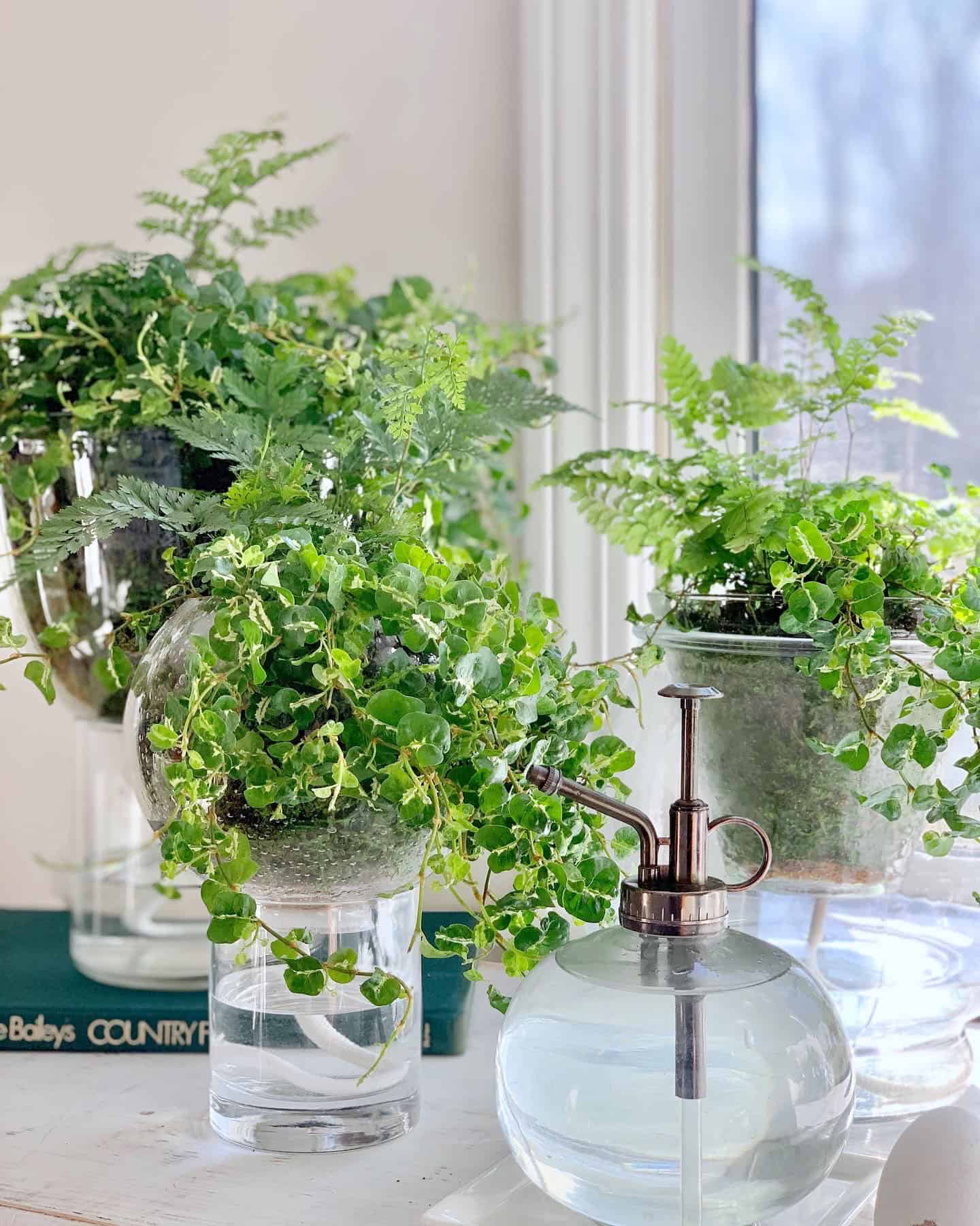 3 glass self watering planters with plants.