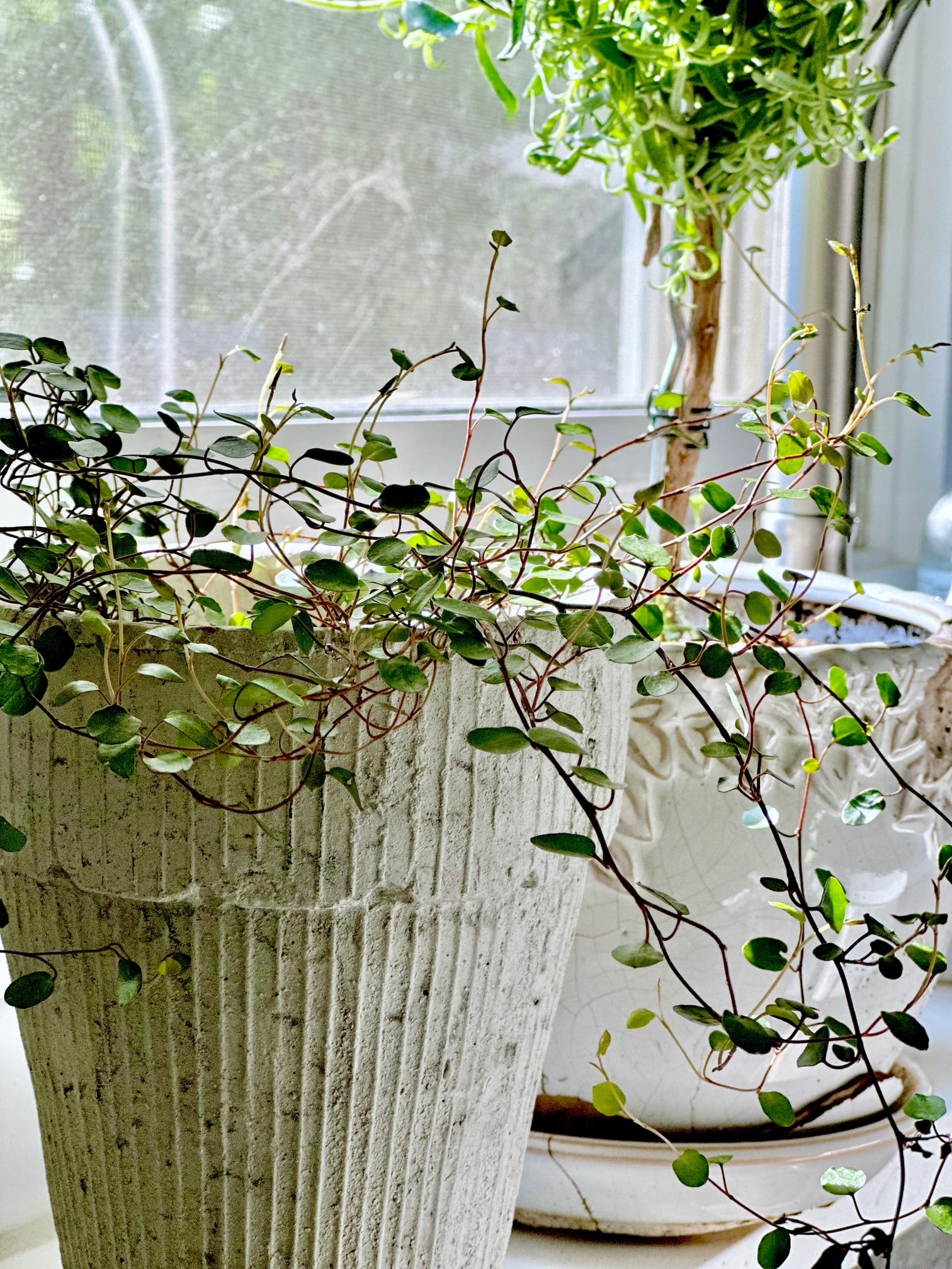 Young angel vine in a white washed clay pot. 