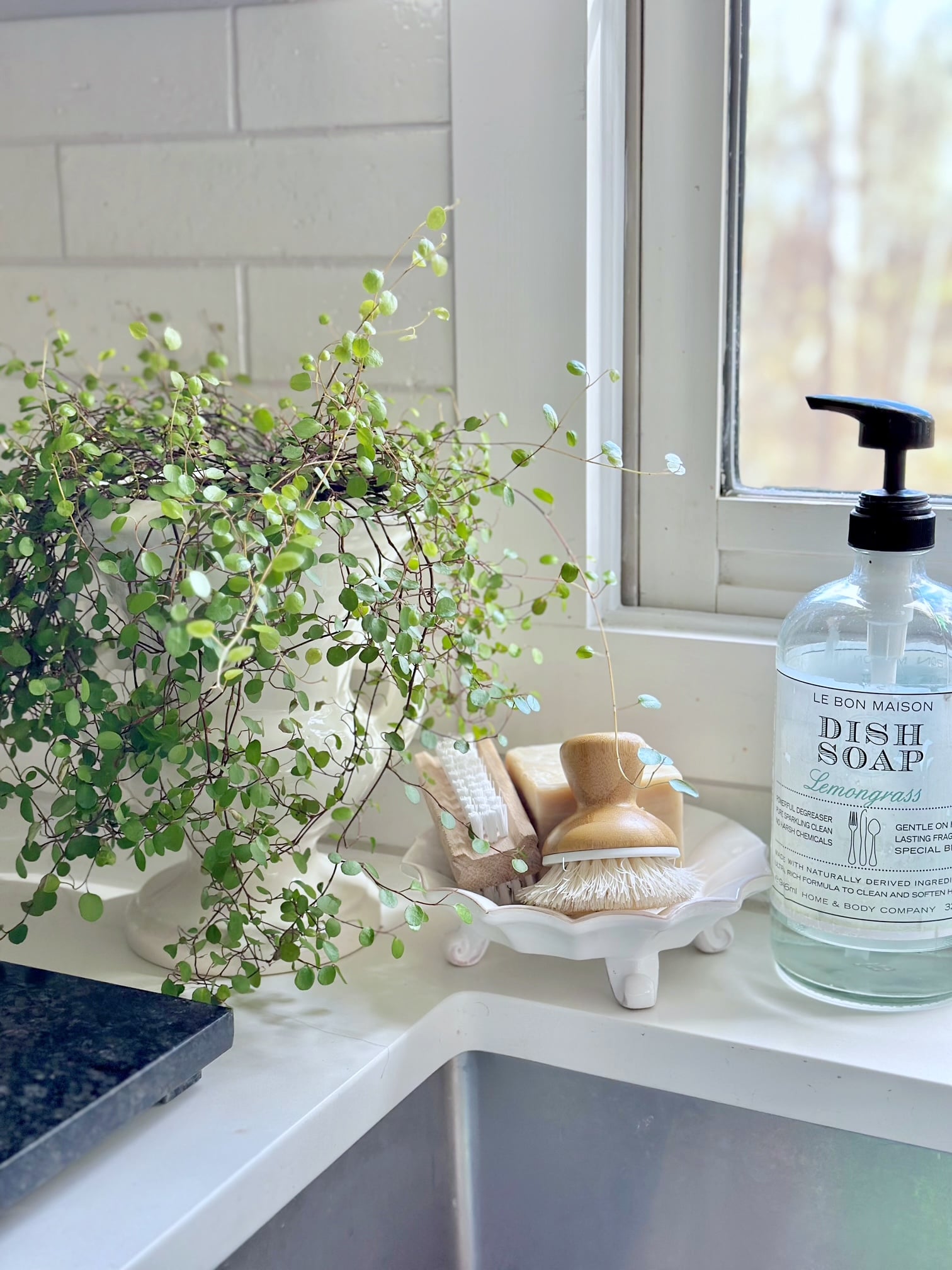 Angel vine plant near my kitchen window. 