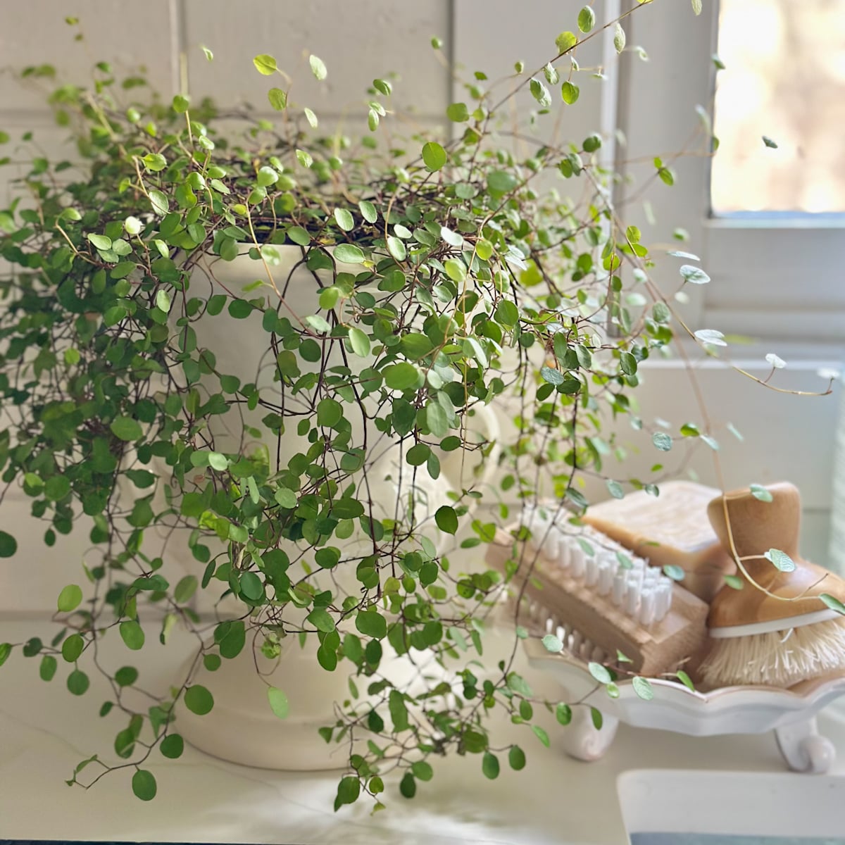 Angel vine, a delicate houseplant with tiny green leaves on a trailing vine.