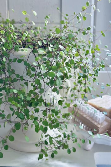 Angel vine in kitchen window.
