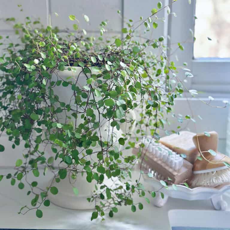 Angel vine in kitchen window.
