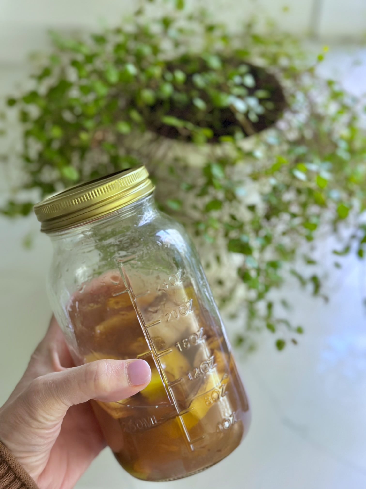 Banana peels in water as a fertilizer for angel vine. 