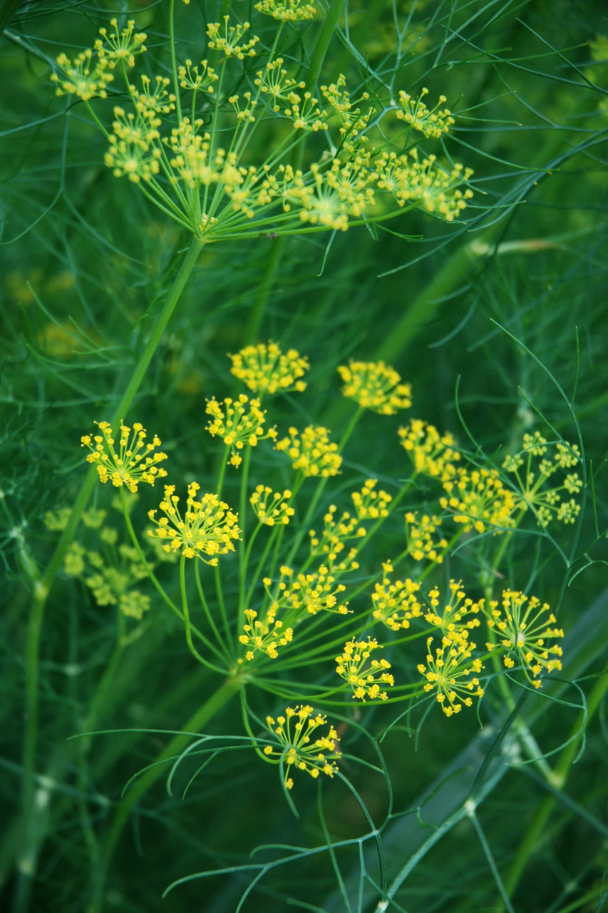 Dill flowering in a garden. 