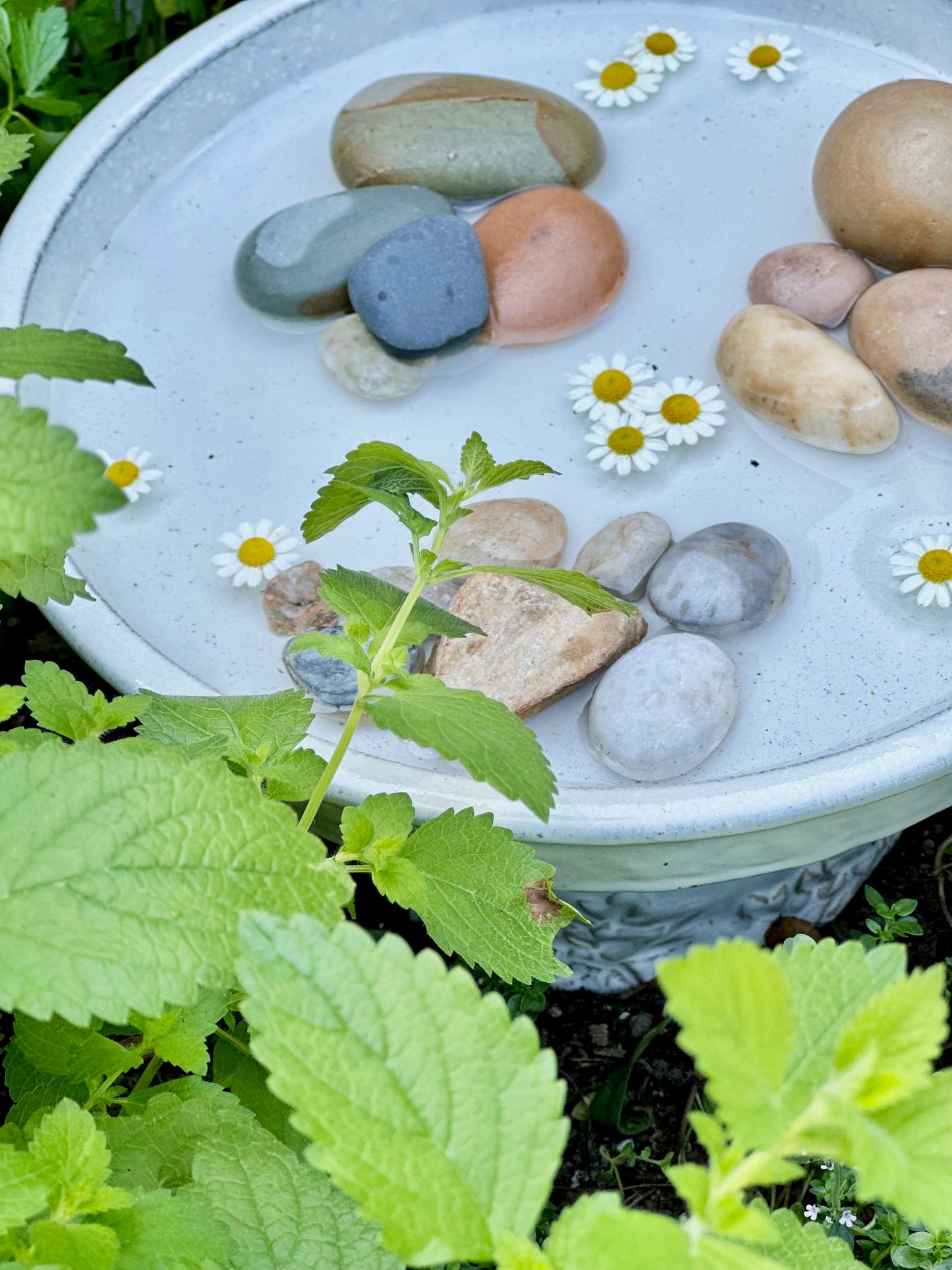 A pretty butterfly bath using a white saucer and river stones.