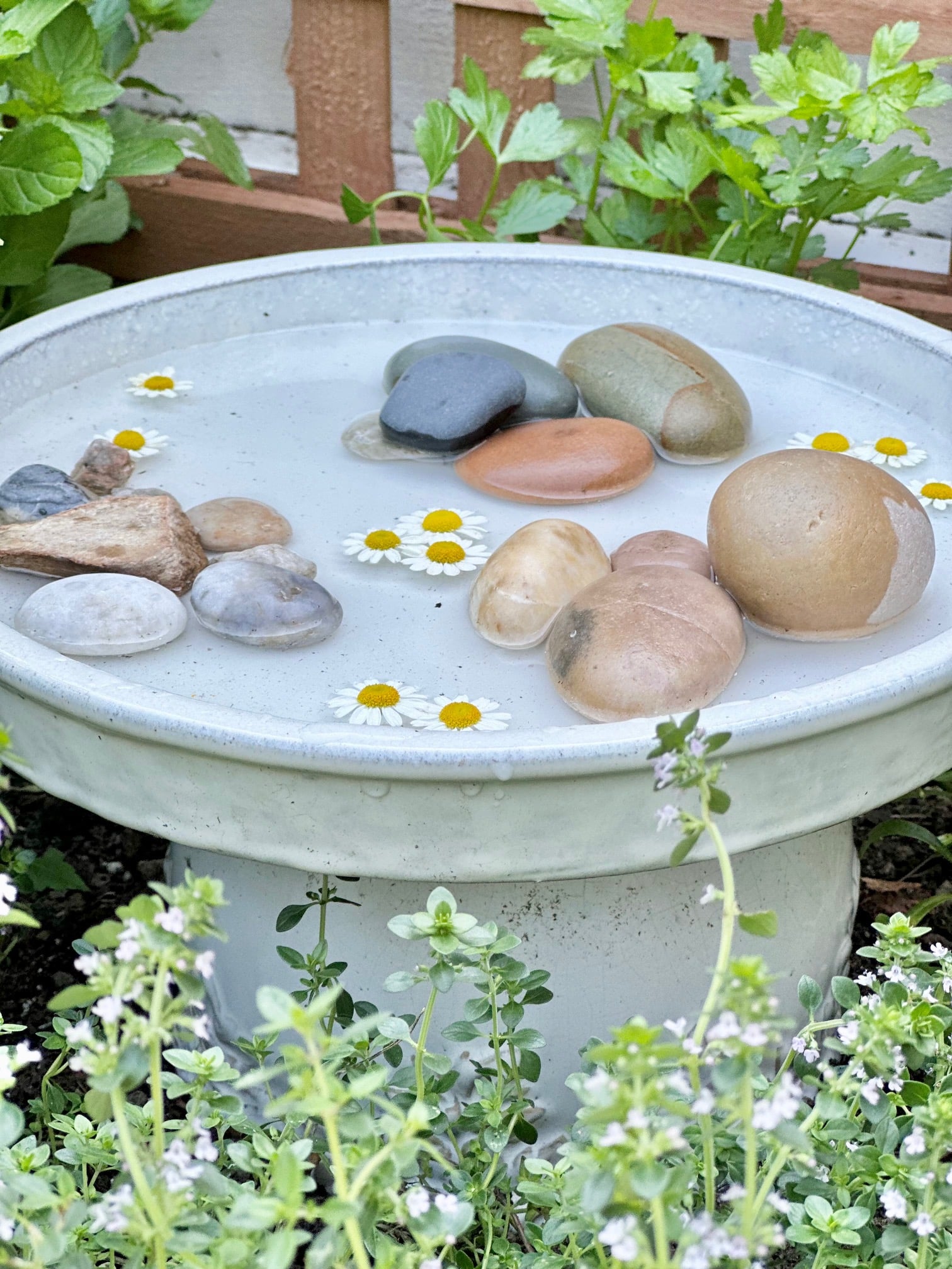 Beautiful butterfly bath in an herb garden. 