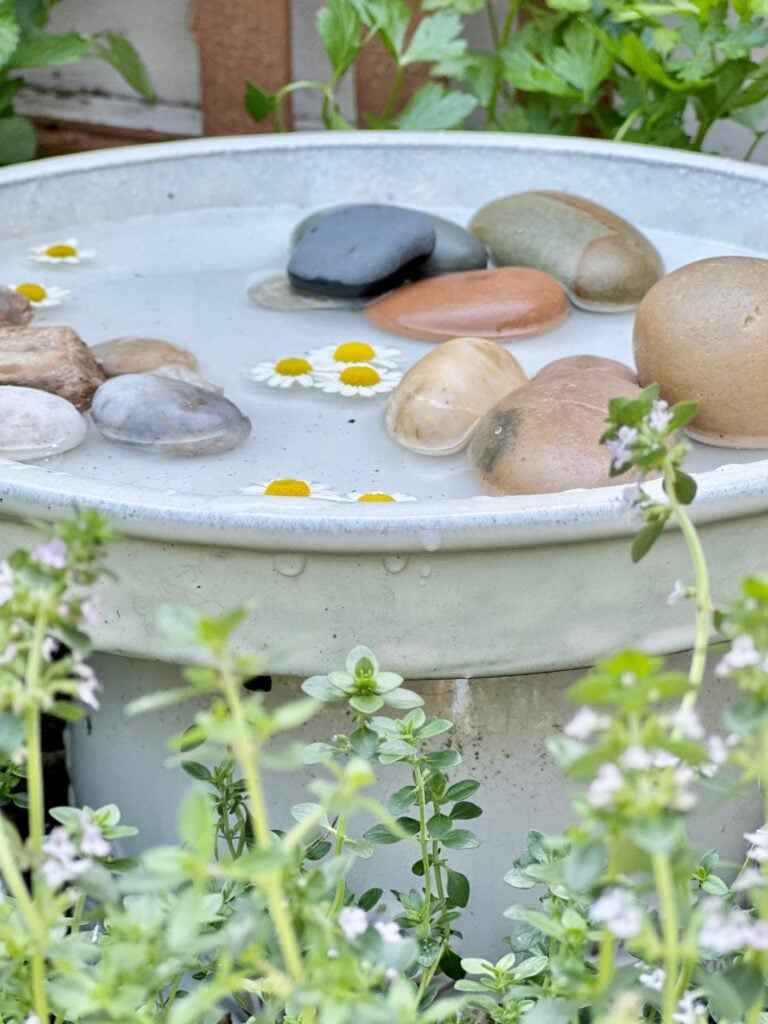Stones and shallow water in a butterfly bath.