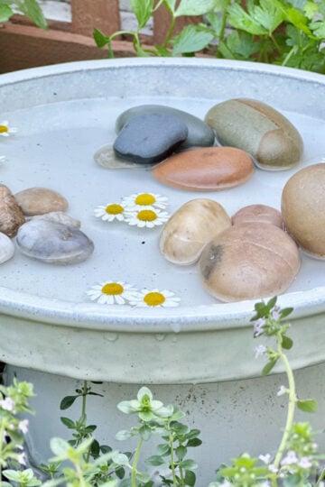 Butterfly baths to bring pollinators to your garden.